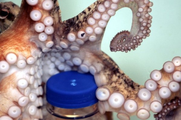 Kraken tor marketplace