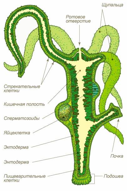 Кракен лого маркетплейс